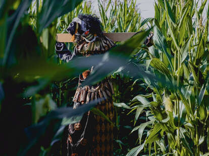 haunted corn maze