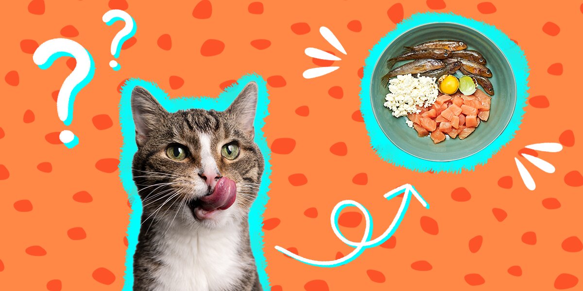Organic raw top cat food