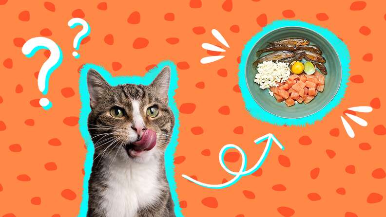 Raw Cat Food What Pet Parents Need To Know About This Trendy Diet