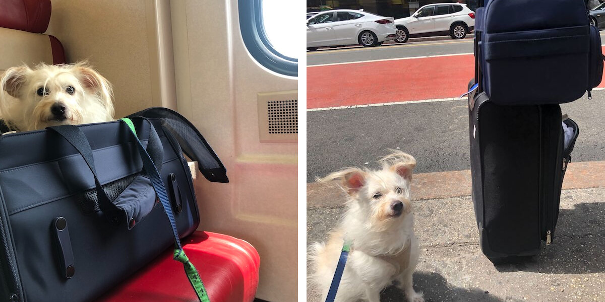 This Airline-approved Pet Carrier Is a Must-have