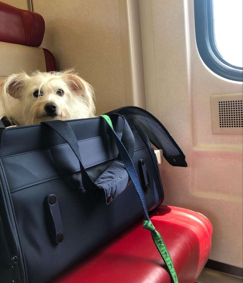 This Airline-approved Pet Carrier Is a Must-have