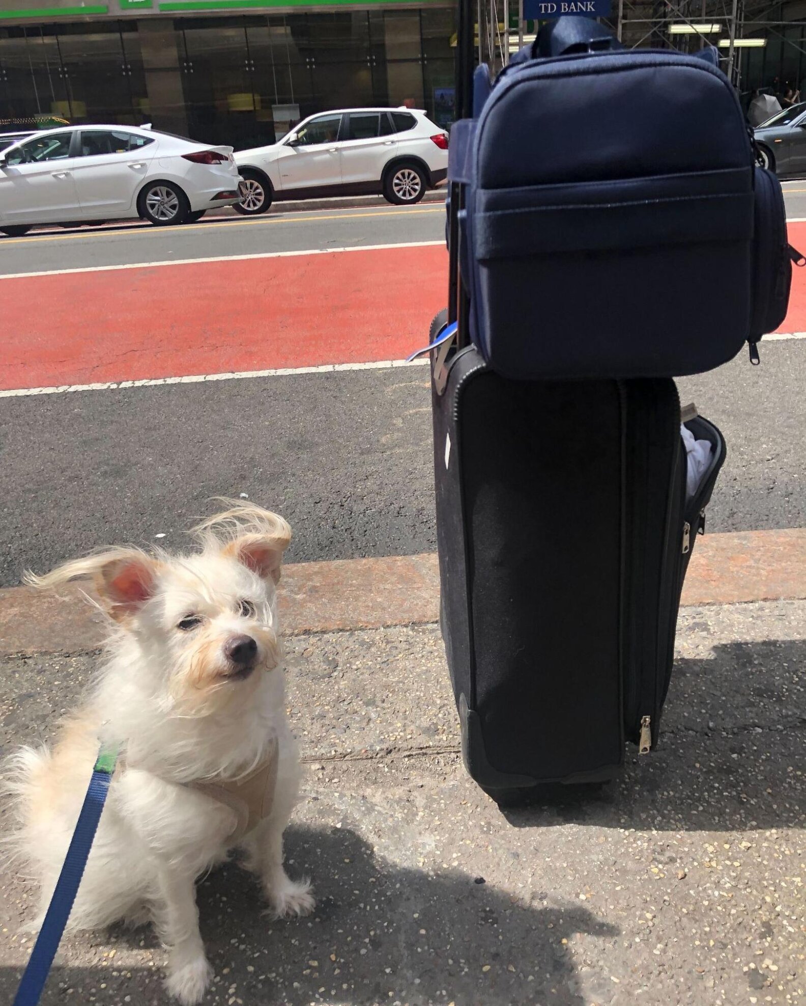 Diggs Passenger Travel Carrier Review Why This Bag Is A MustHave For