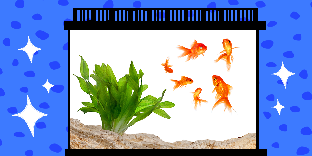 How To Clean A Fish Tank In 11 Easy Steps DodoWell The Dodo