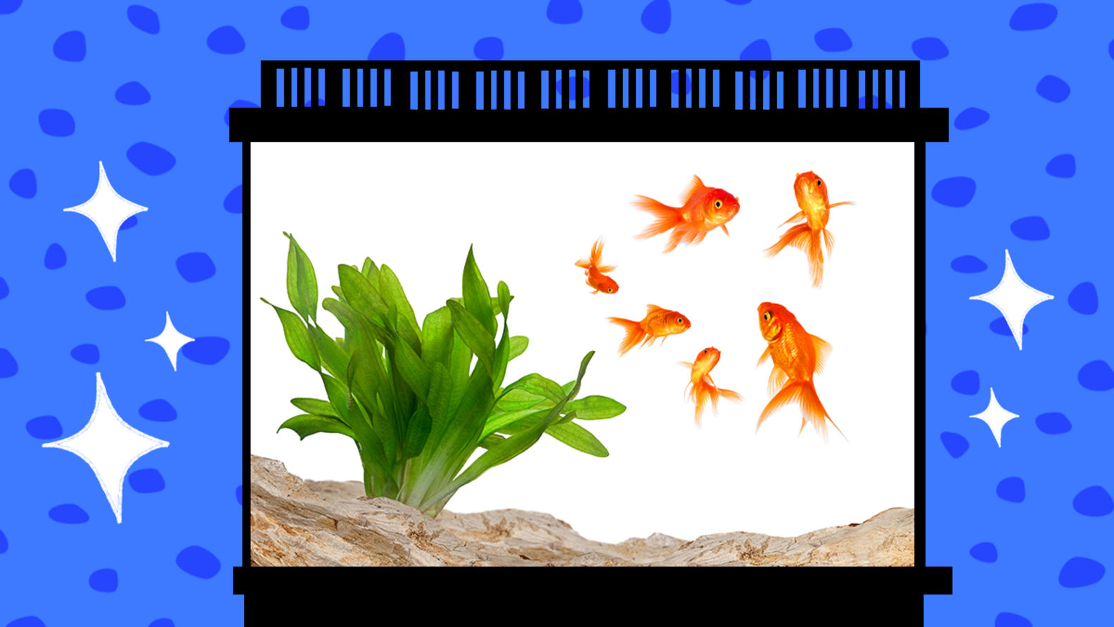 How To Clean A Fish Tank In 11 Easy Steps DodoWell The Dodo
