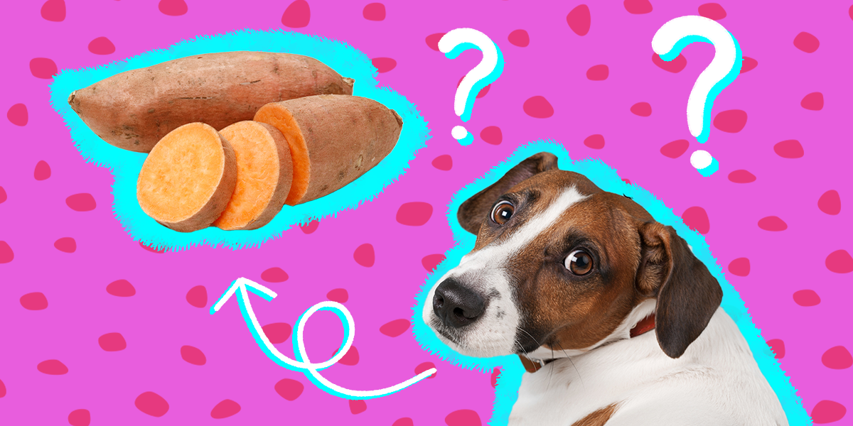 are cooked yams good for dogs