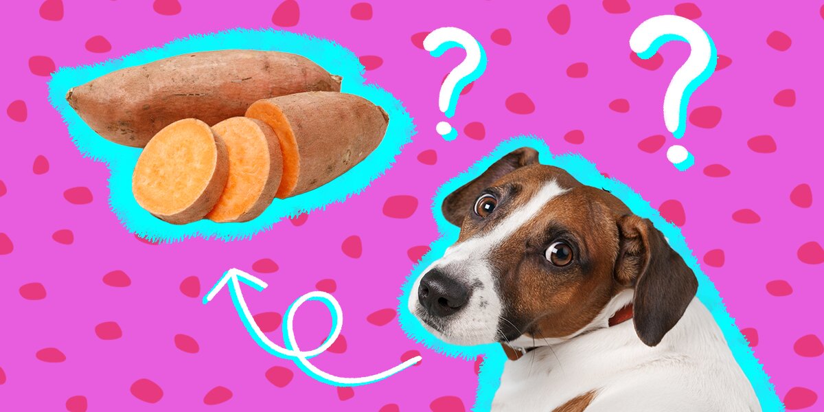 Can Dogs Eat Sweet Potatoes And How Much Is Safe DodoWell