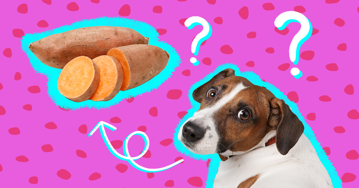 Are raw sweet shop potatoes good for dogs