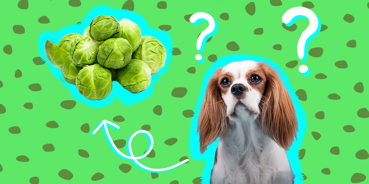 are brussel sprouts okay for dogs to eat