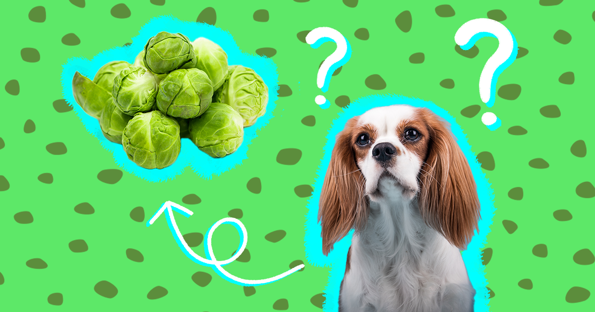 is brussel sprouts safe for dogs