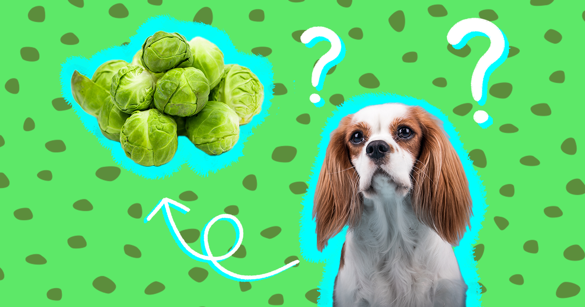 Are brussel sprouts shop okay for dogs