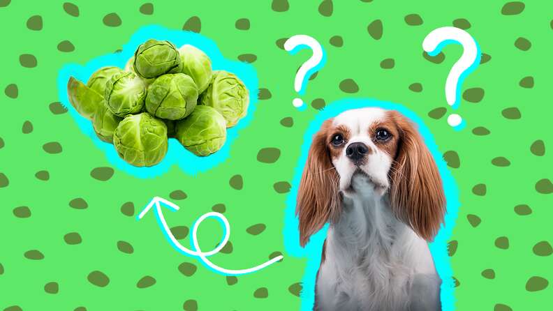 can dogs eat brussels sprouts