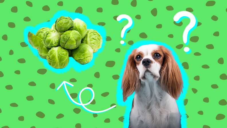 Can dogs have brussel sprouts sale