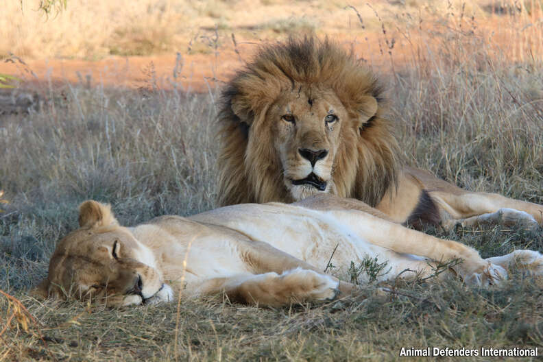 Lion Refuses To Leave Sick Best Friend's Side - The Dodo