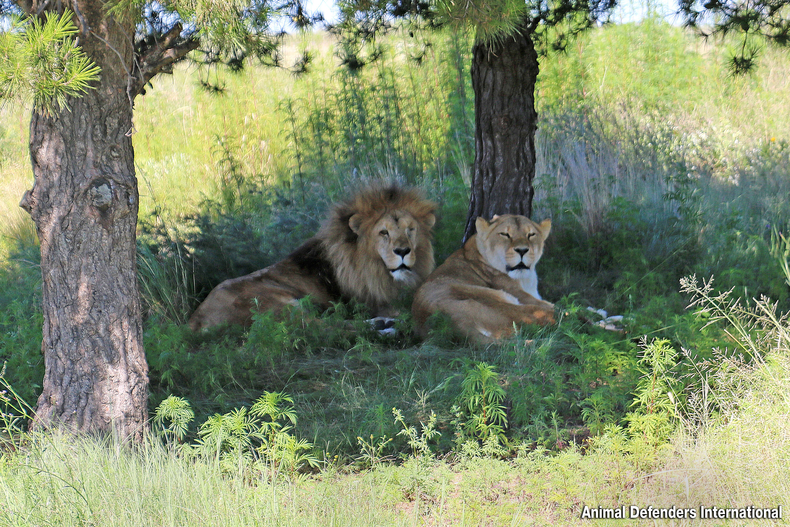 lions cuddling