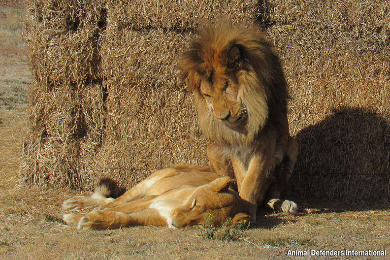 lion watching over his best friend