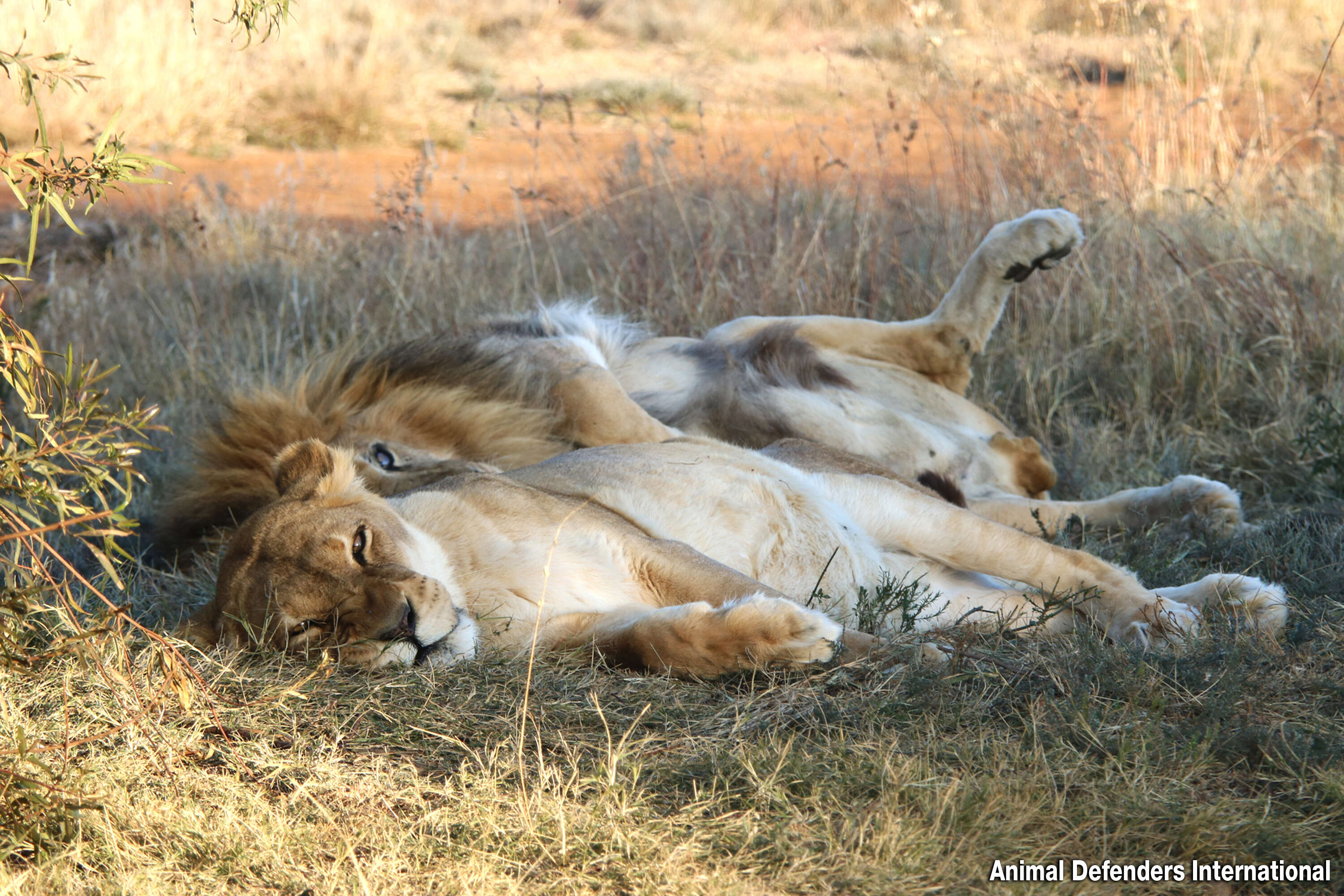 lions cuddling