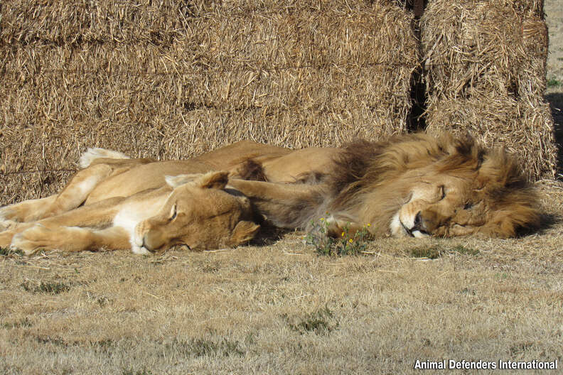 lions cuddling