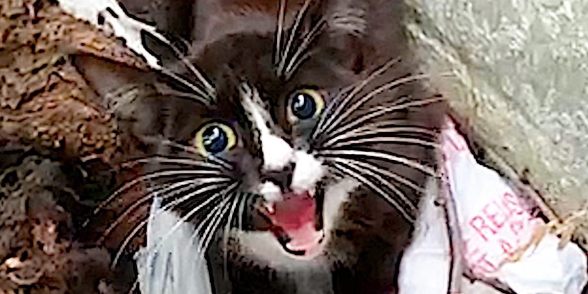 Scared Kitten Rescued From Interstate - Videos - The Dodo