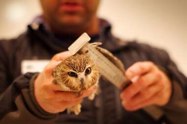 man holding small owl