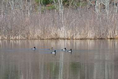 ducks on pond