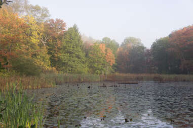 Marigold Marsh on a cloudy day