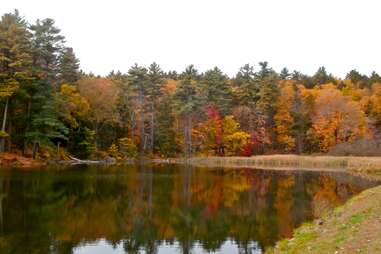 lake surrounded by trees