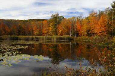 pond surrounded by forest