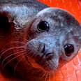 Orphaned Seal Is So Happy To Get A "Wetsuit Mom"