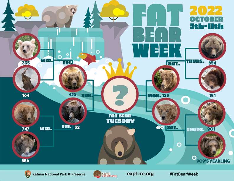 Fat Bear Week 2022 bracket with Philadelphia Eagles players