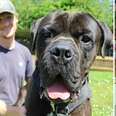 Dog Who Was 'Too Big' To Find A Home Finds Family Who Loves Him Just As He Is 