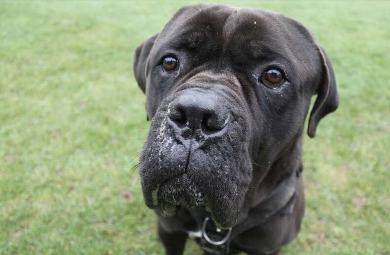 black dog