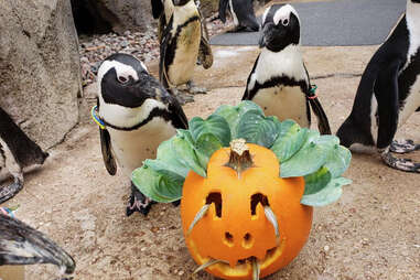 Lincoln Park Zoo