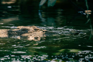 Guide to Daintree National Park in Queensland, Australia - Thrillist