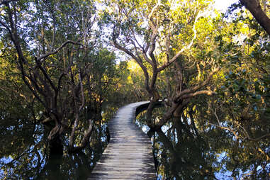 boardwalk over water in daintree national park