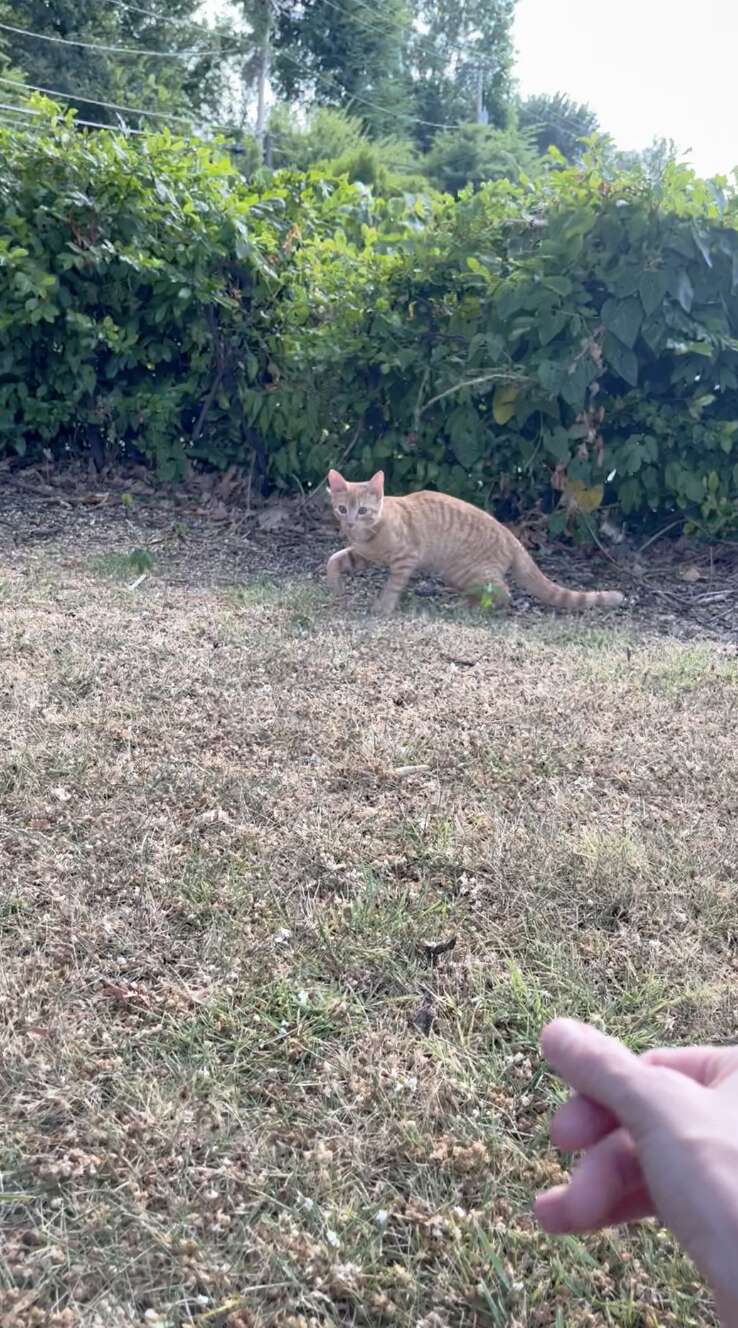 abandoned cat