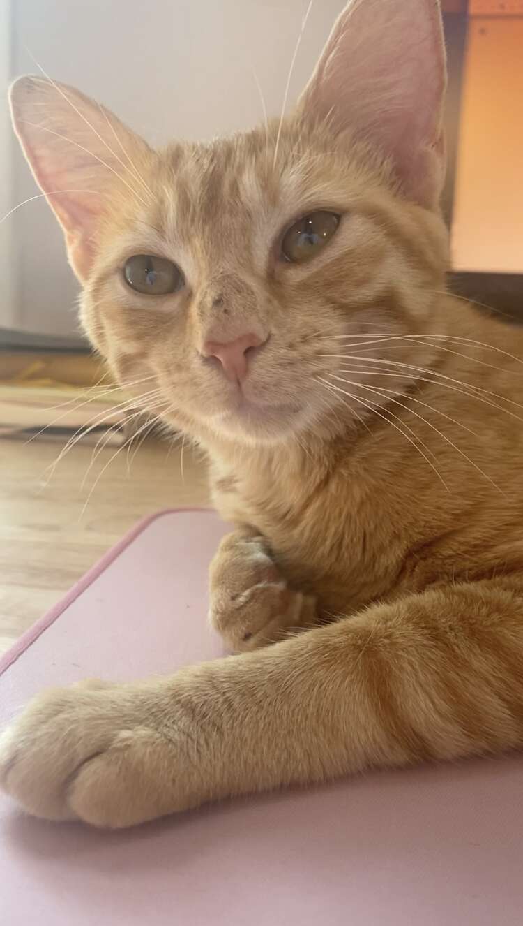 abandoned cat
