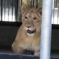 Lion laying in cage