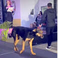 Dog Storms Catwalk And Steals The Show During Beauty Pageant