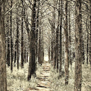 creepy forest path