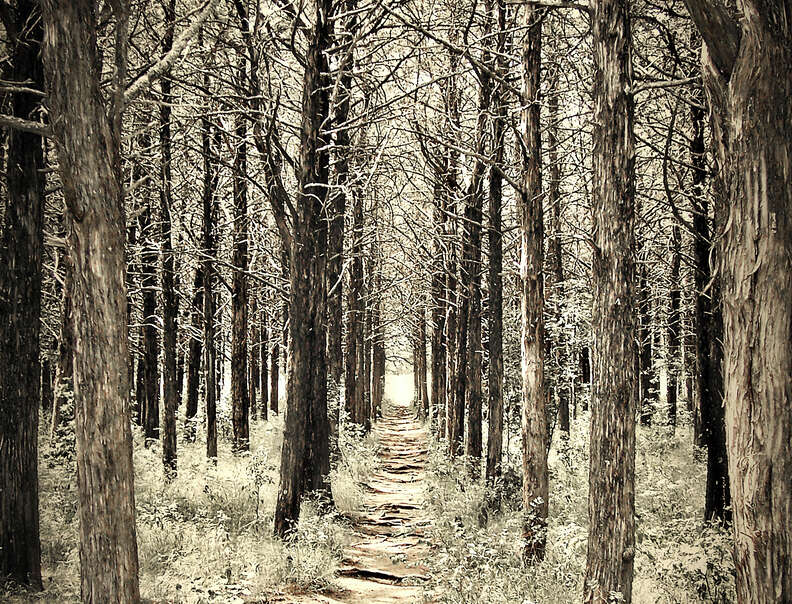 creepy forest path