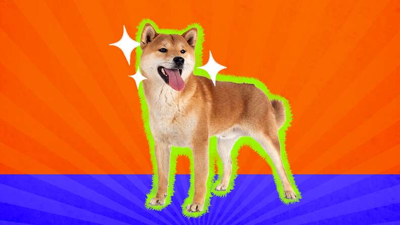 Doge cheap dog breed