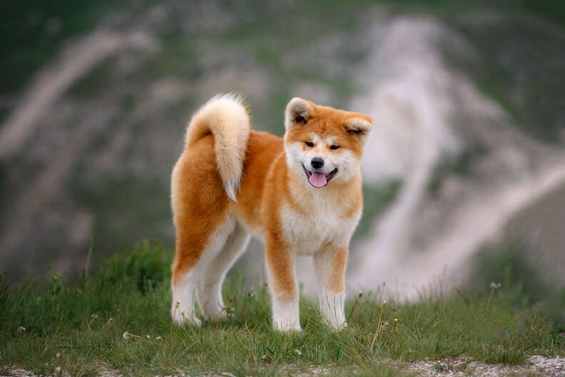 Small store japanese dog