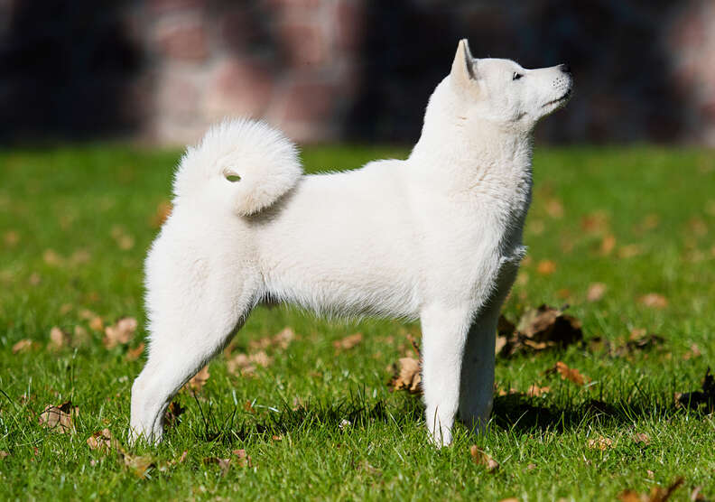 Small white japanese sales dog