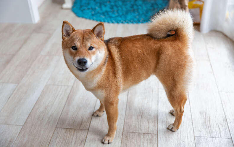 Japanese shiba hot sale inu puppy