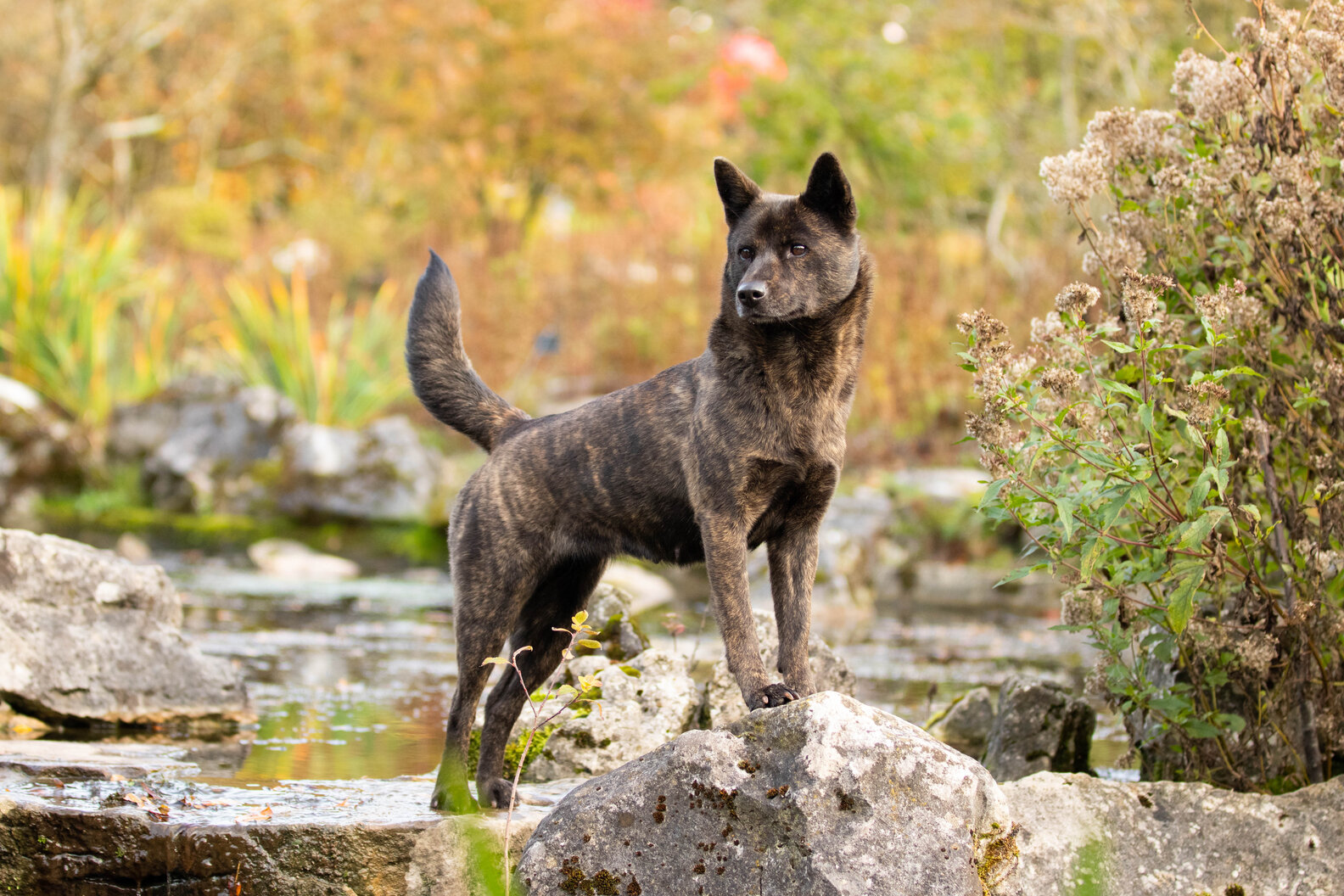 Japanese Dog Breeds: What To Know About Japan’s 10 Unique Types Of Dogs ...