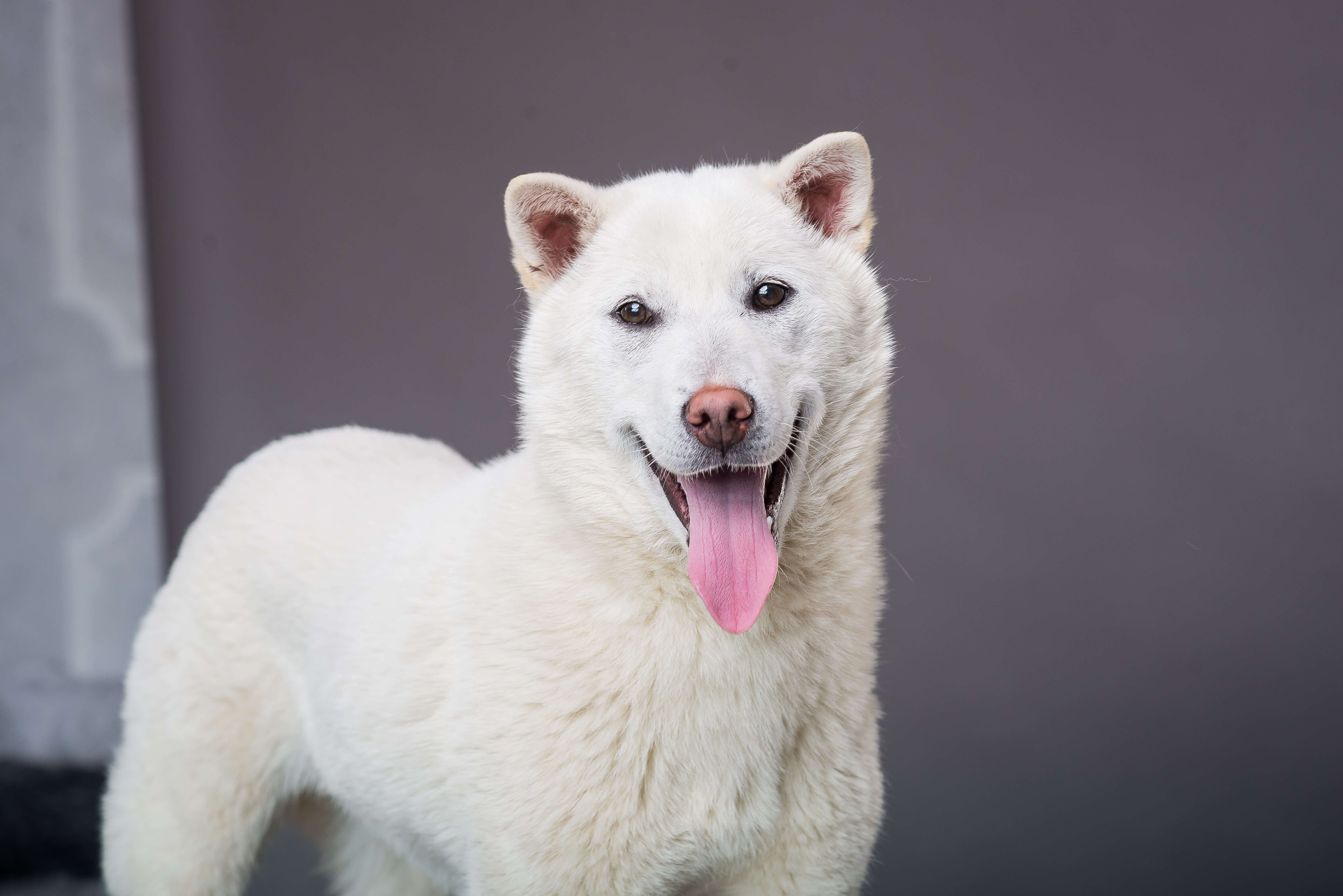 Порода 10. Кишу Кен. Kishu Inu (Kishu токен. Pungsan. Щеноккиса.