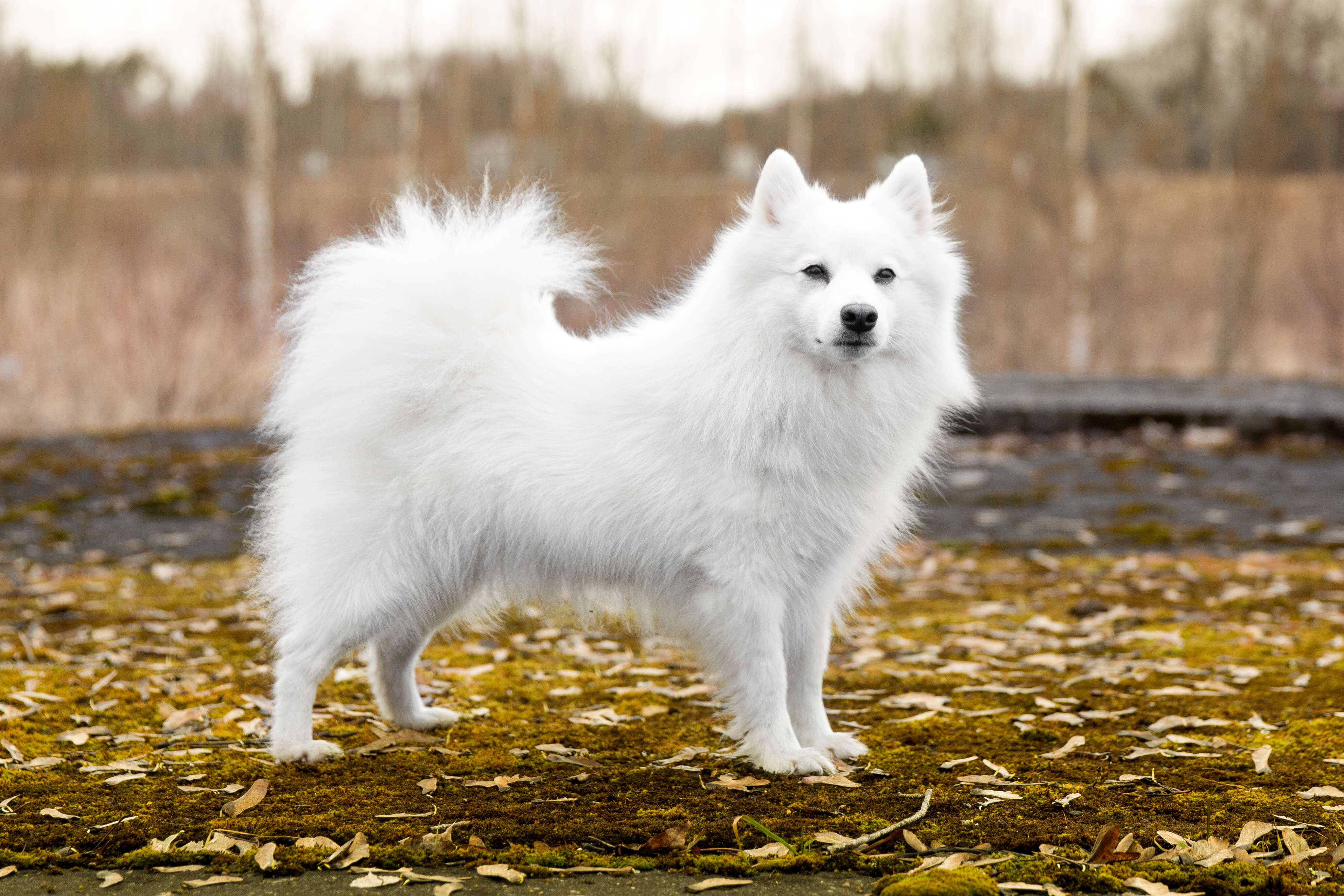 Породы собак 2023. Японский шпиц. Азия Зула собака. Japanese Spitz Dog Breed information.