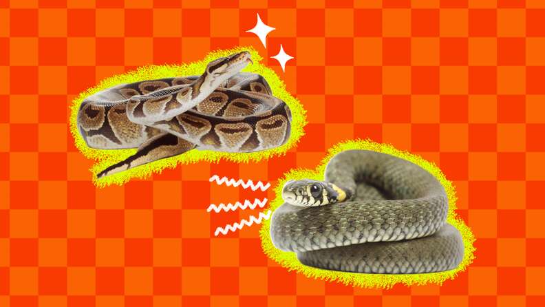 pet snakes for beginners