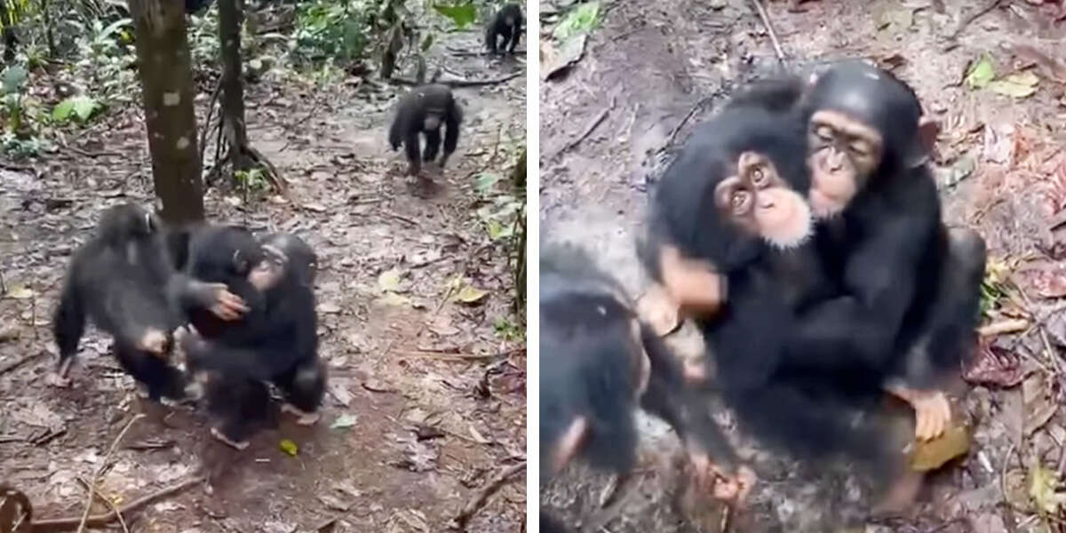 Des chimpanzés secourus à tour de rôle étreignent le nouvel orphelin pour rejoindre leur famille