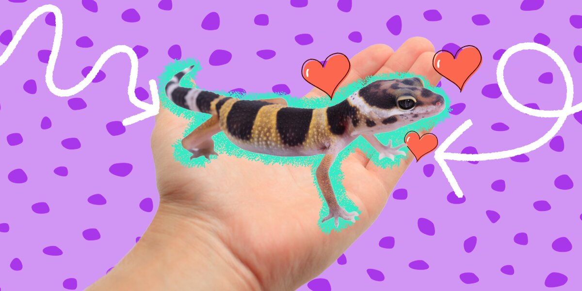 Gecko lizard hot sale pet